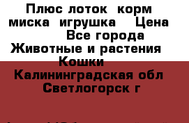 Плюс лоток, корм, миска, игрушка. › Цена ­ 50 - Все города Животные и растения » Кошки   . Калининградская обл.,Светлогорск г.